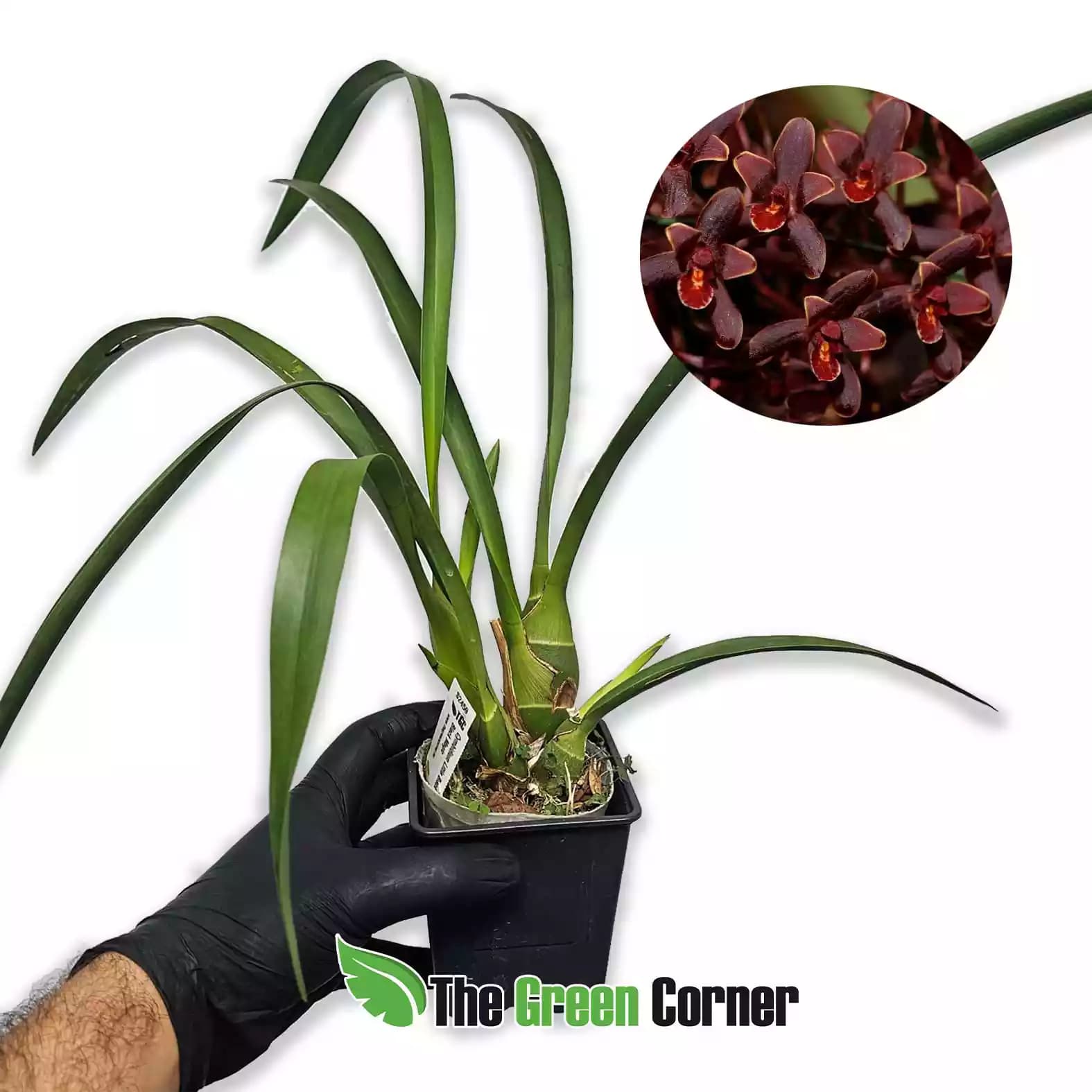 Cymbidium Little Black Sambo ‘Black Magic’