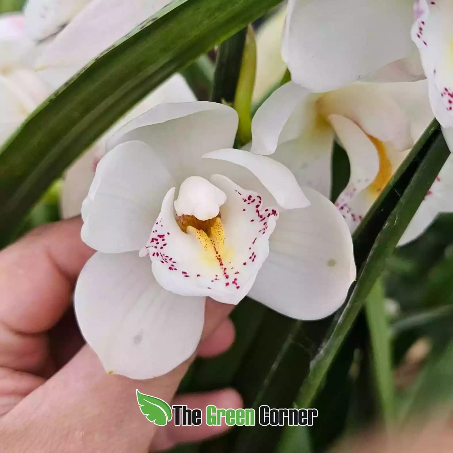 cymbidium-blanco