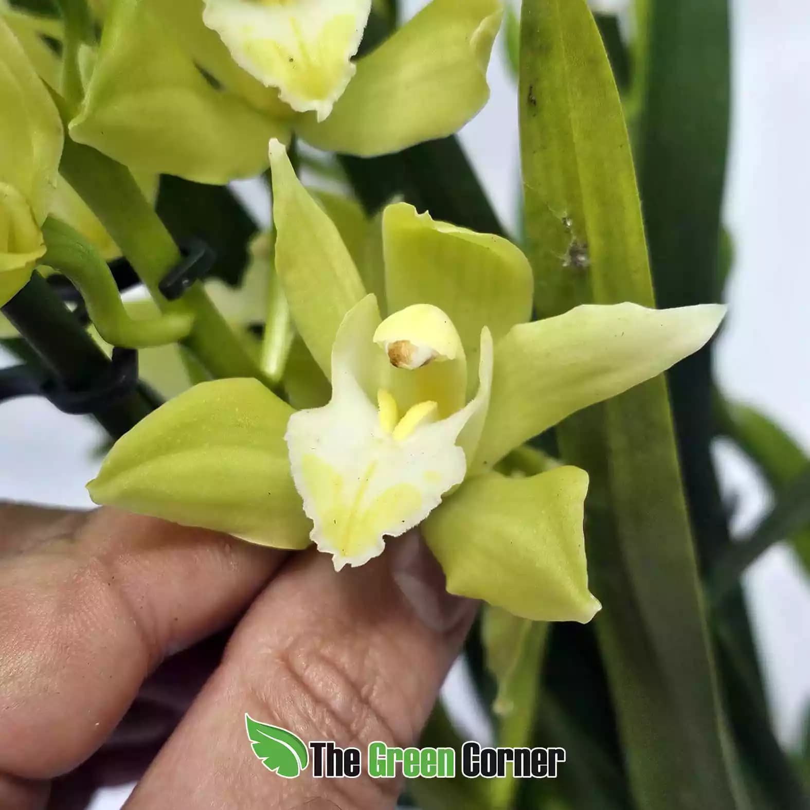 cymbidium-blanco-amarillo-flor-detalle