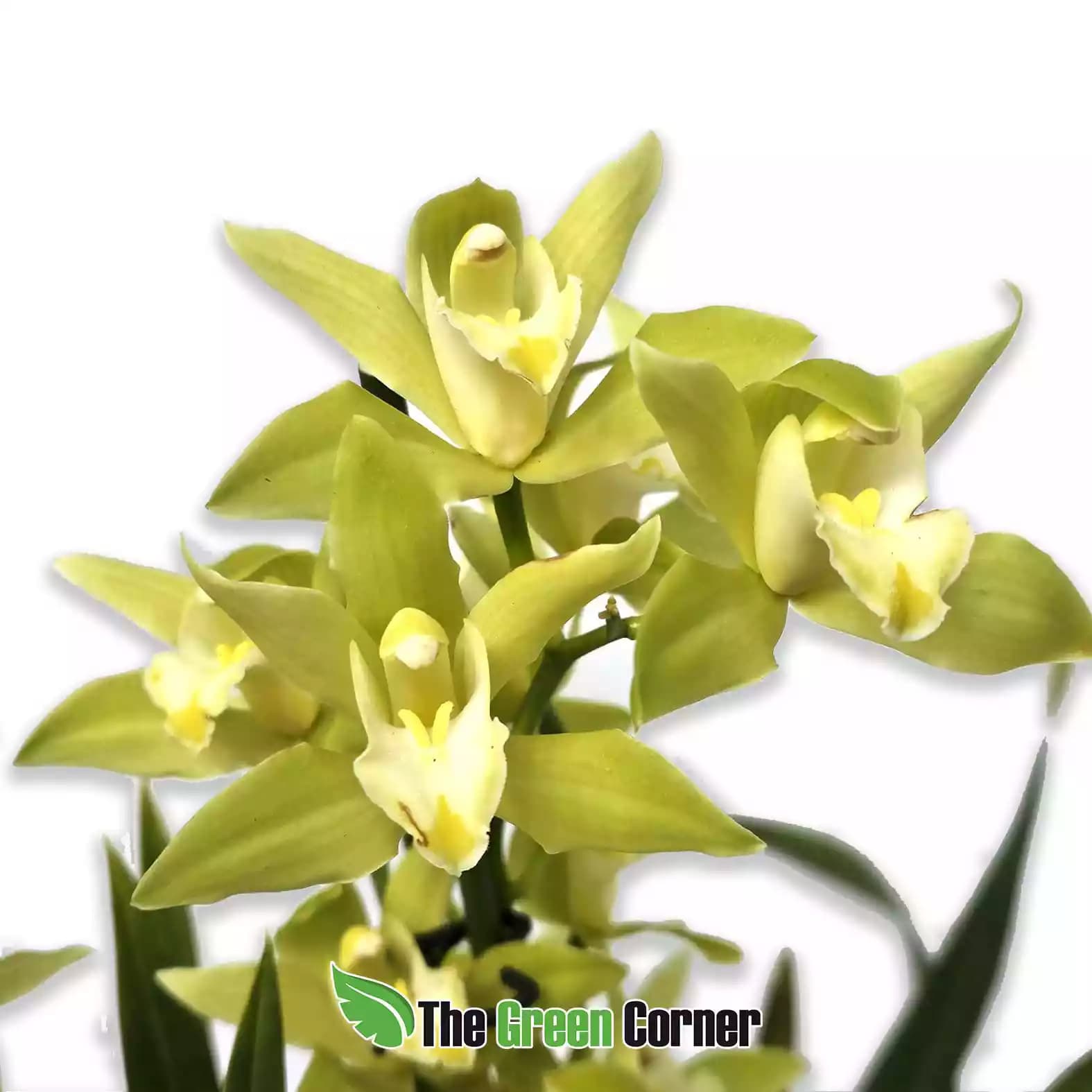 cymbidium-blanco-amarillo-flor