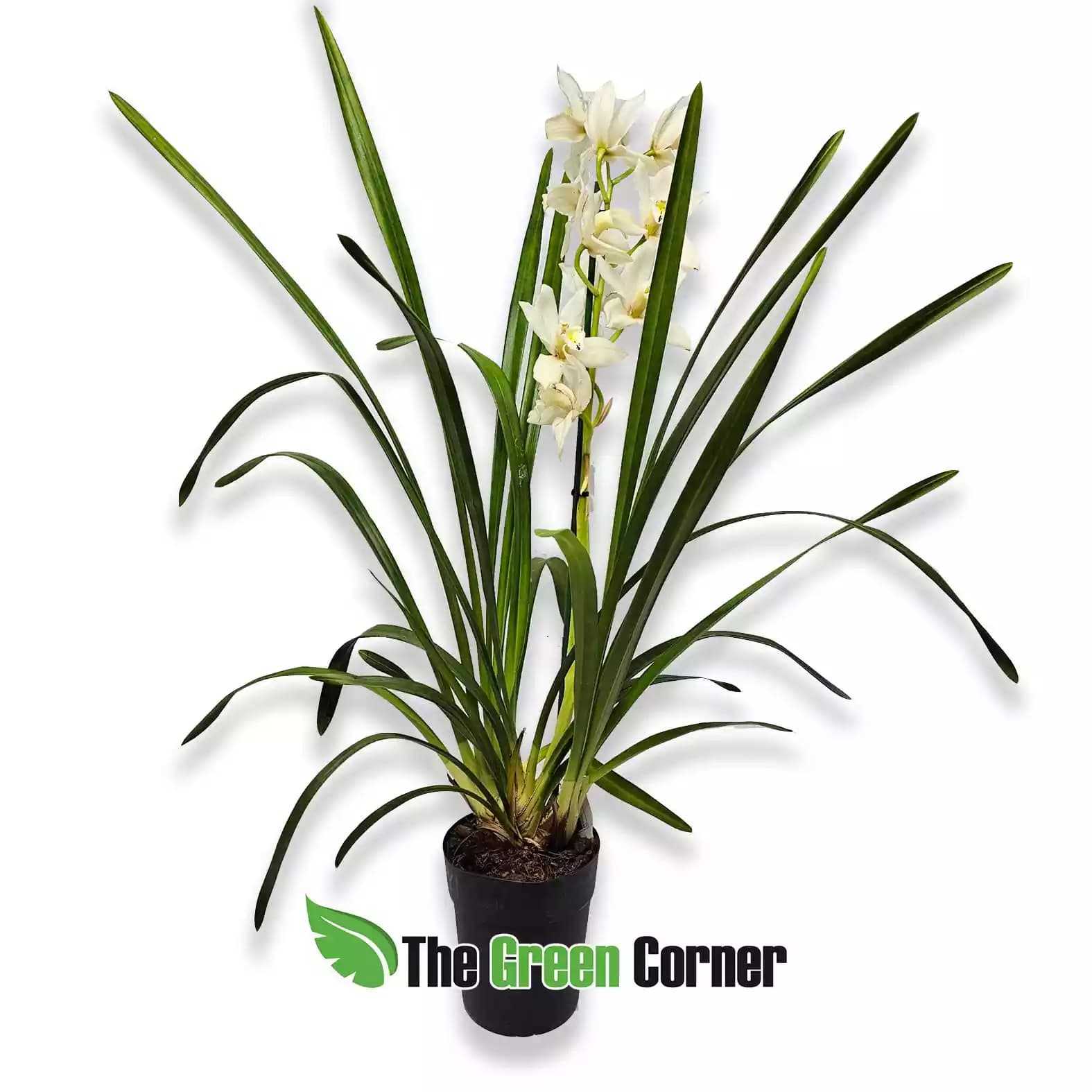 cymbidium-blanco-general