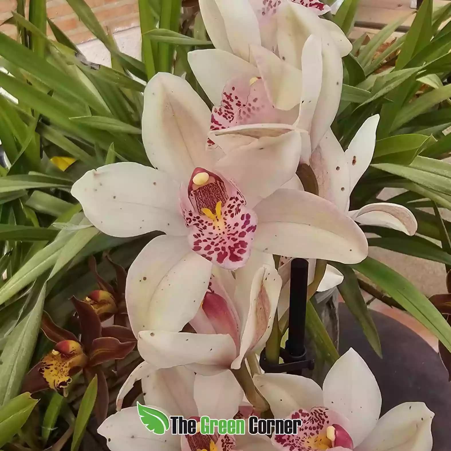 cymbidium-blanco-labelo-punteado
