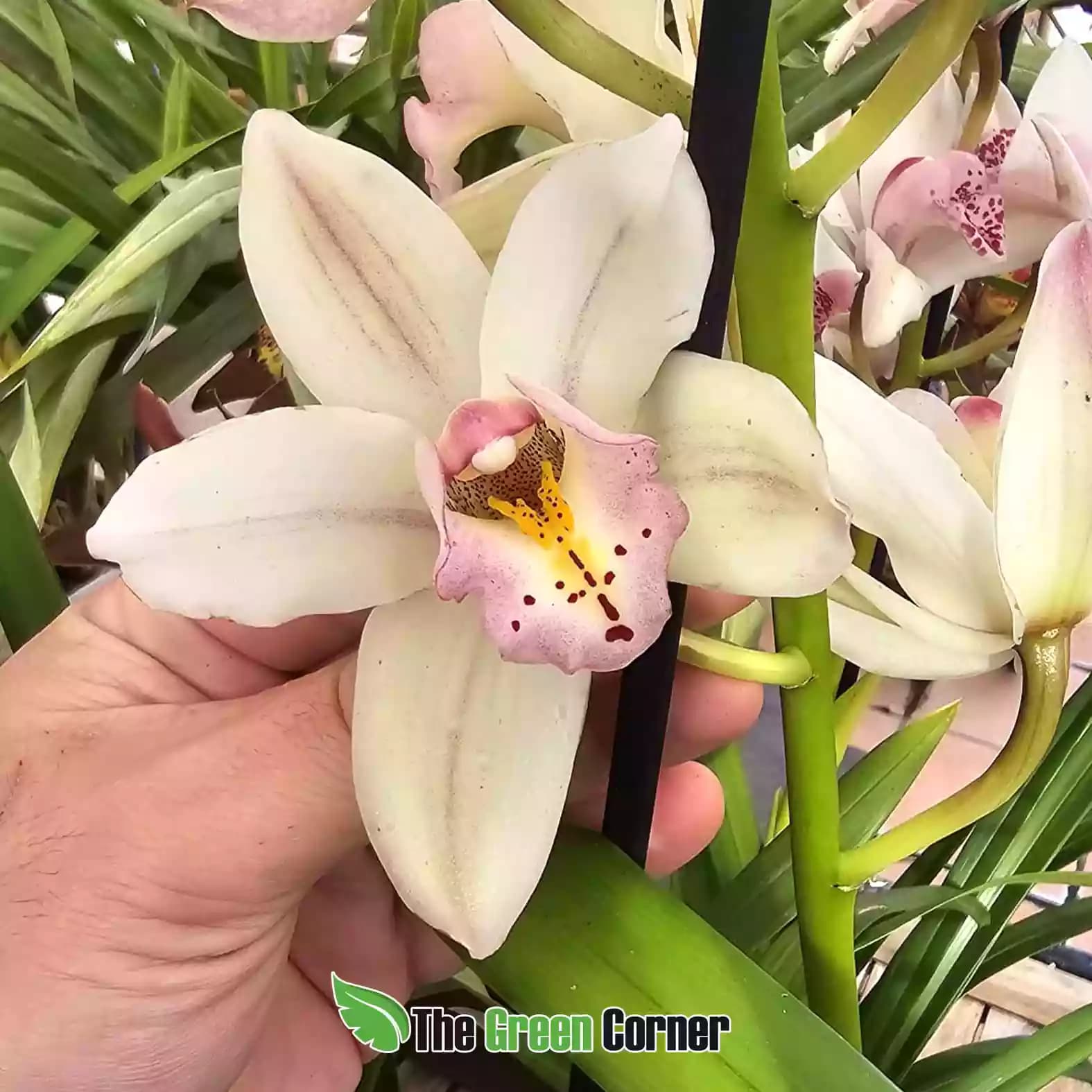 cymbidium-blanco-labelo-rosa