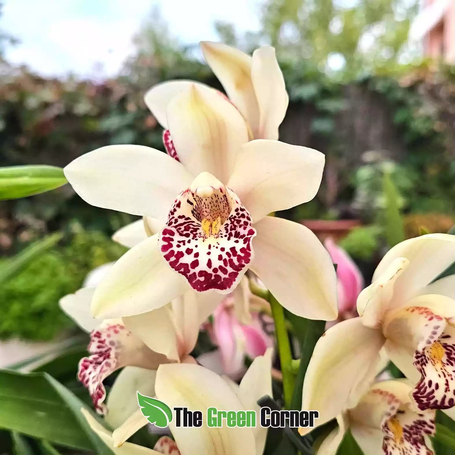 cymbidium-blanco-rosa-salmon