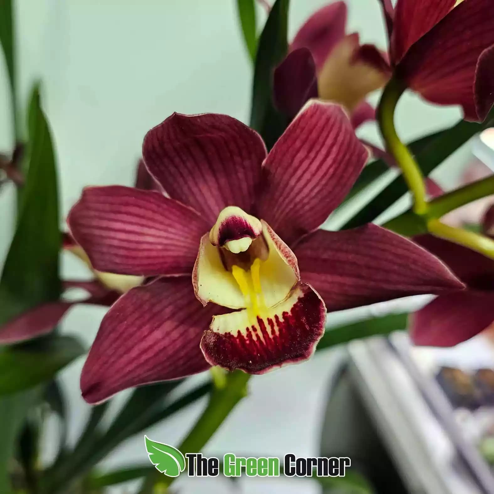 Cymbidium híbrido comprar