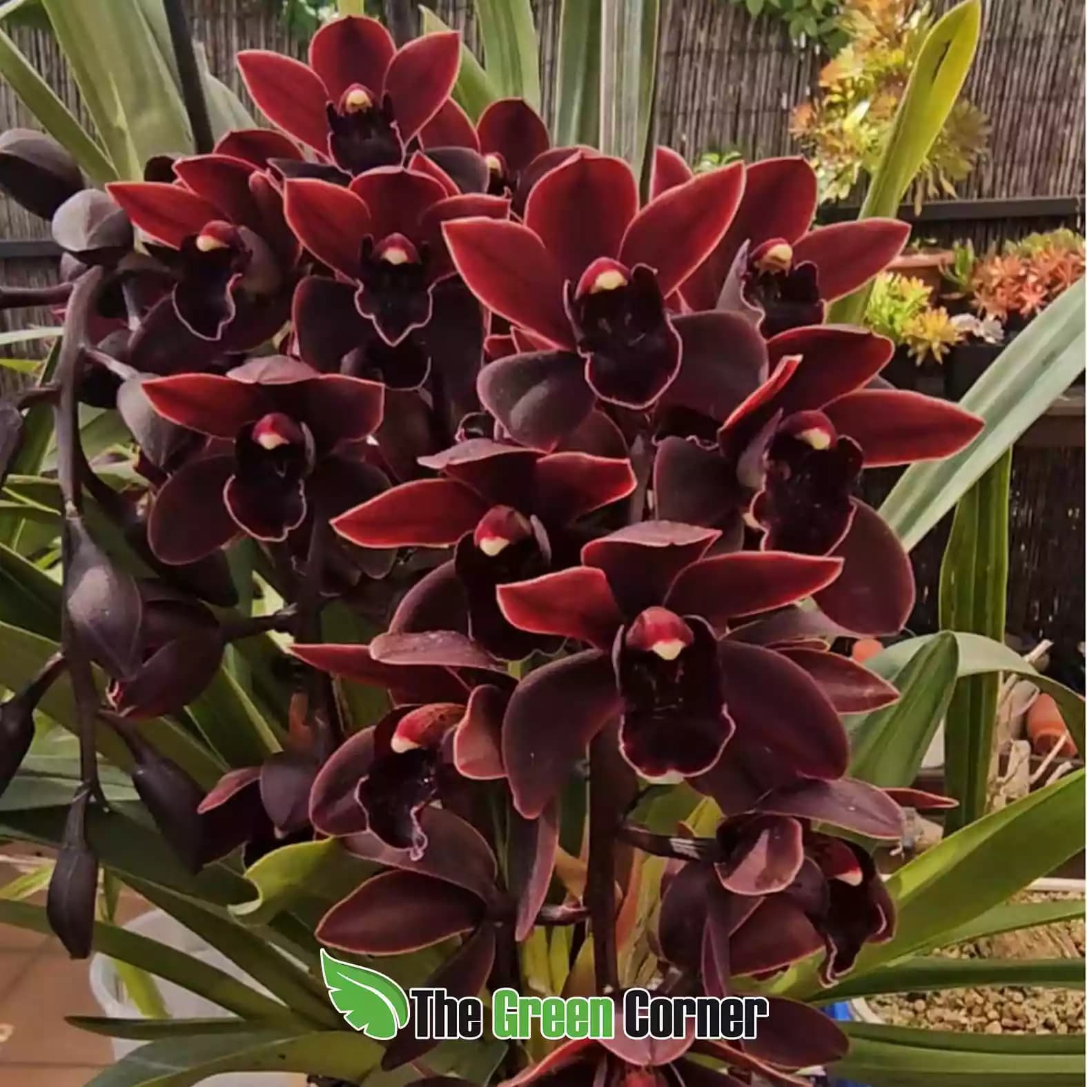 cymbidium-cali-night-floracion