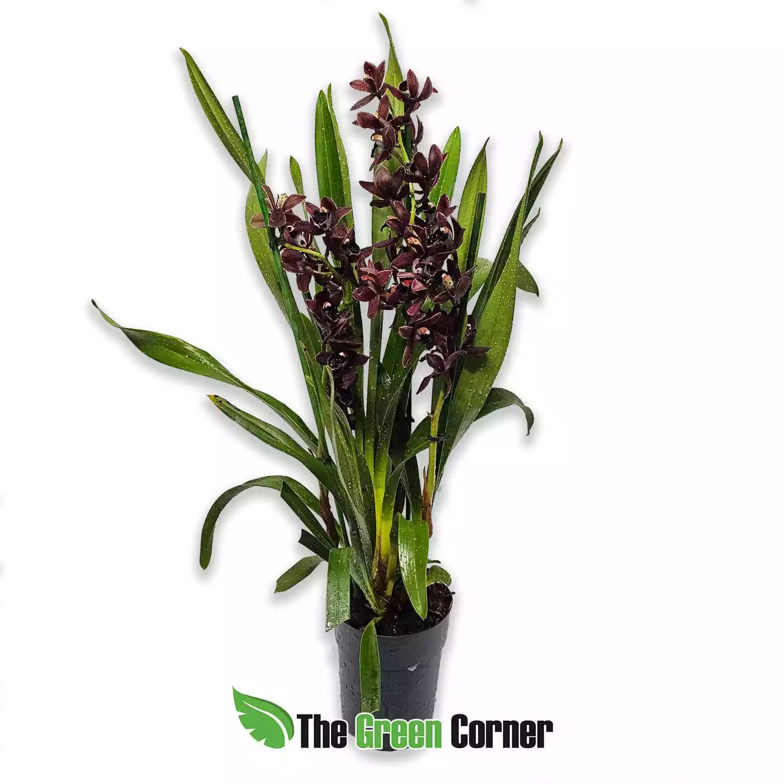 cymbidium-cali-night