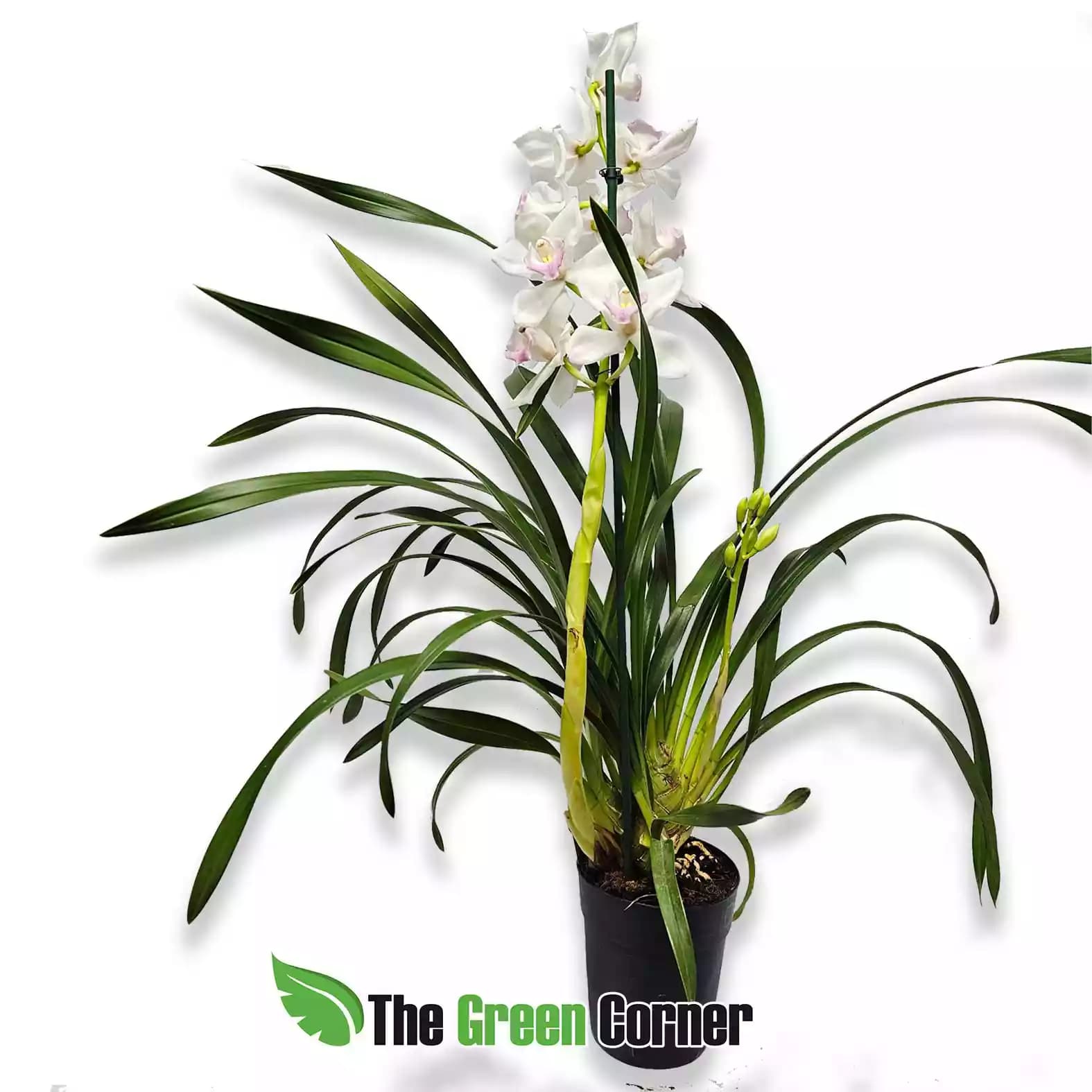 cymbidium-hibrido-blanco-rosa