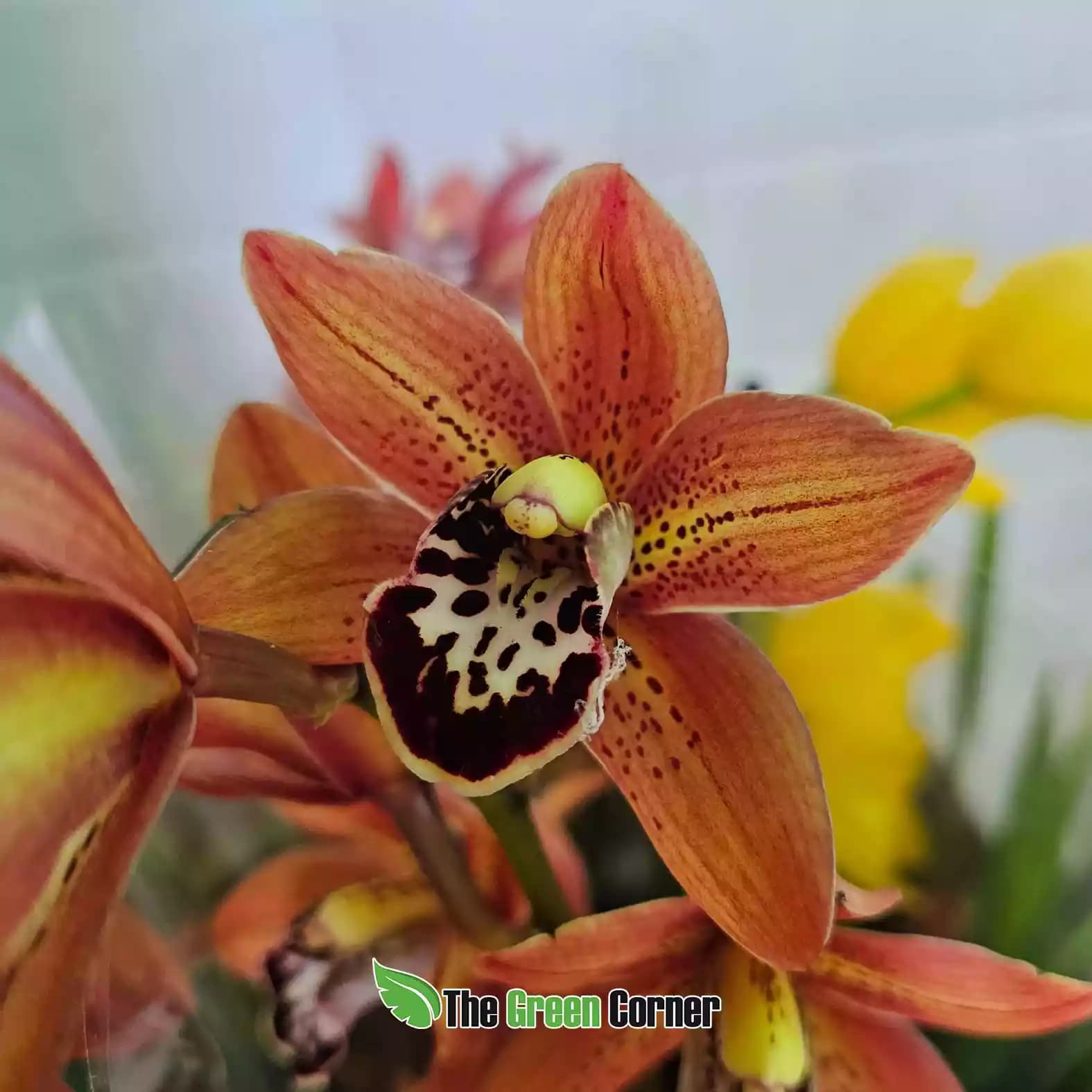 cymbidium-naranja-laberlo-estriado