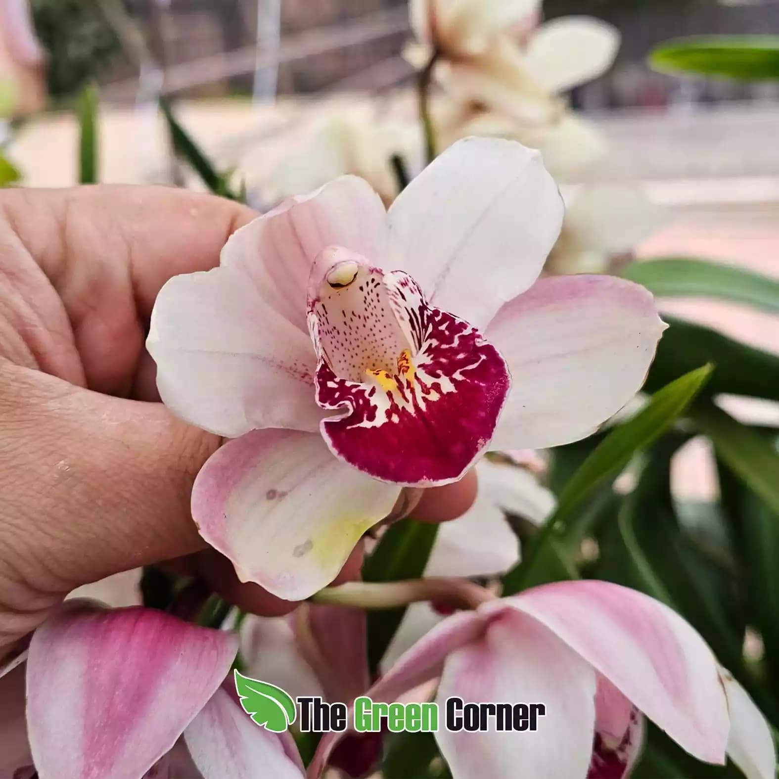 cymbidium-rosa-claro