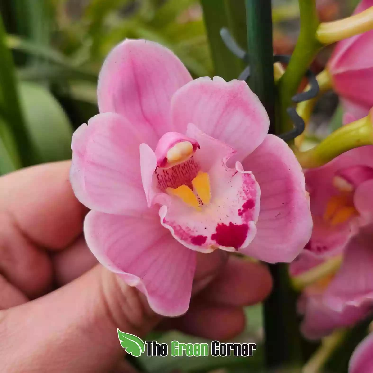 cymbidium-rosa-intenso