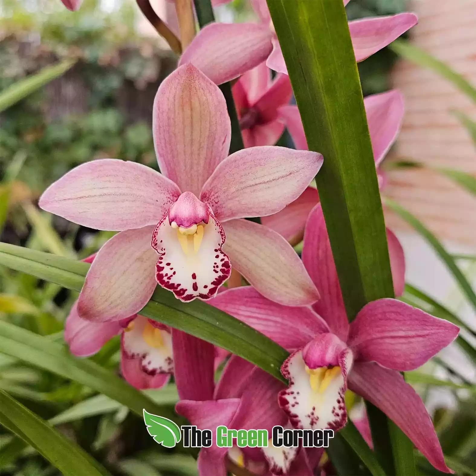cymbidium-rosa