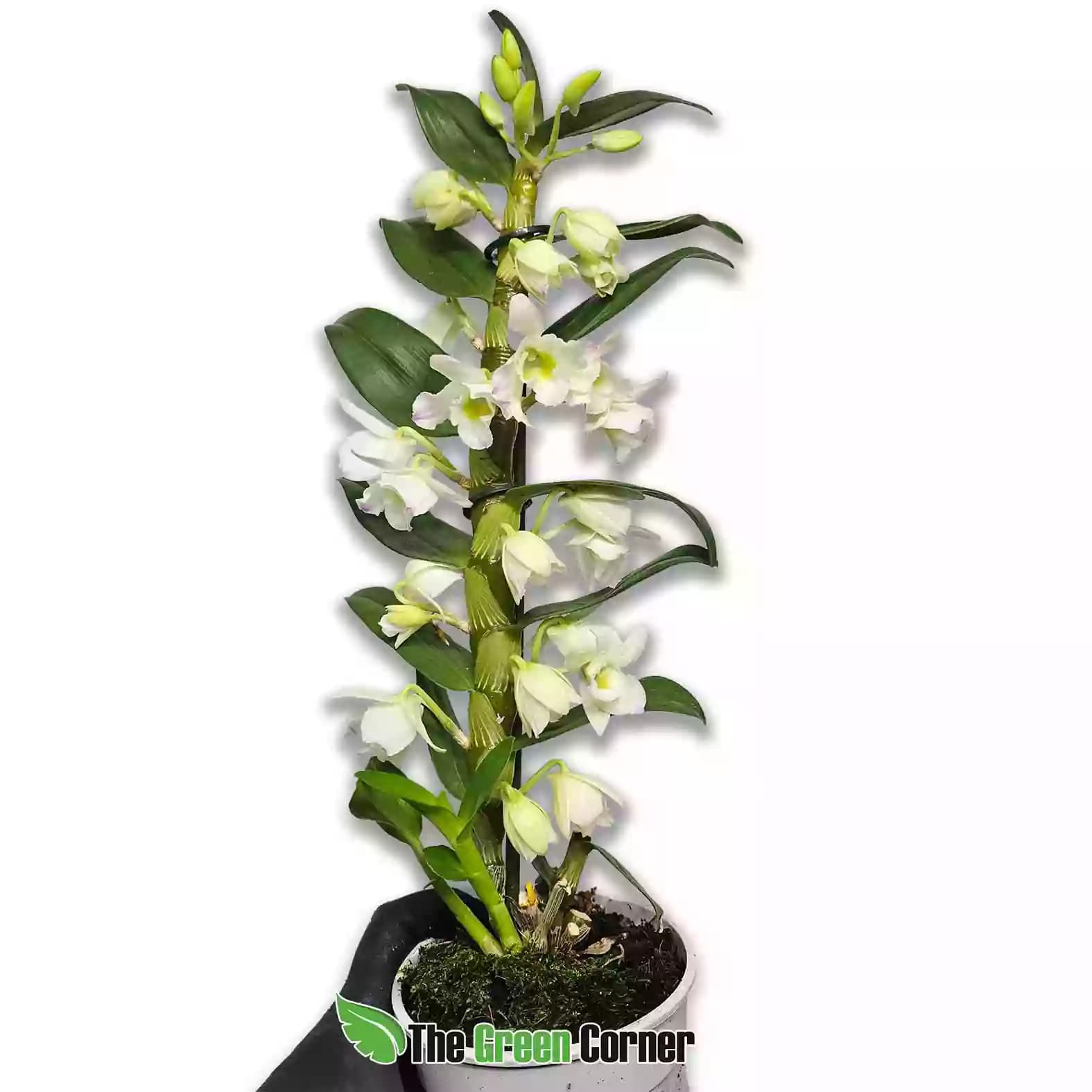 deendrobium-nobile-blanco-general
