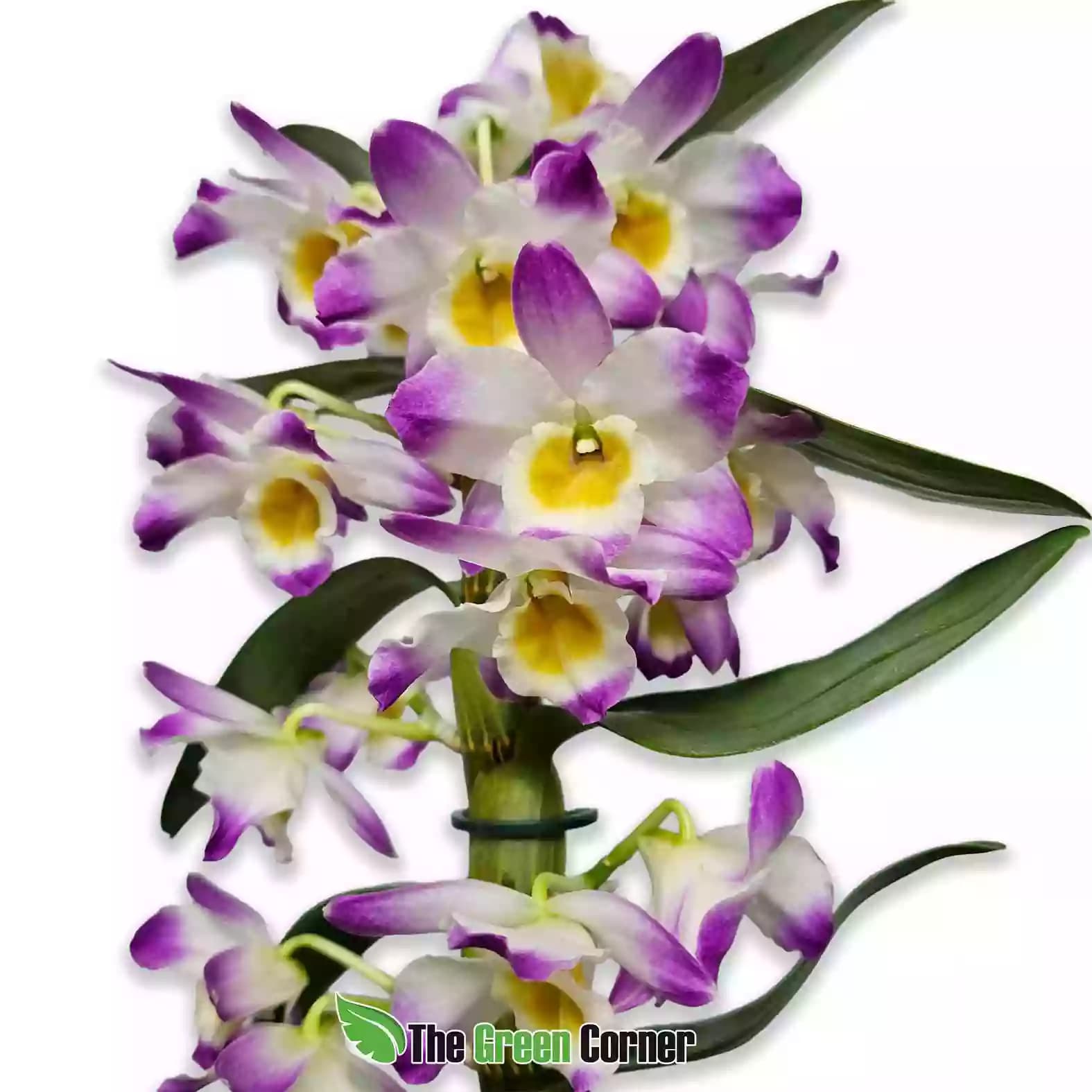 dendobium-nobile-rosa-detalle-1