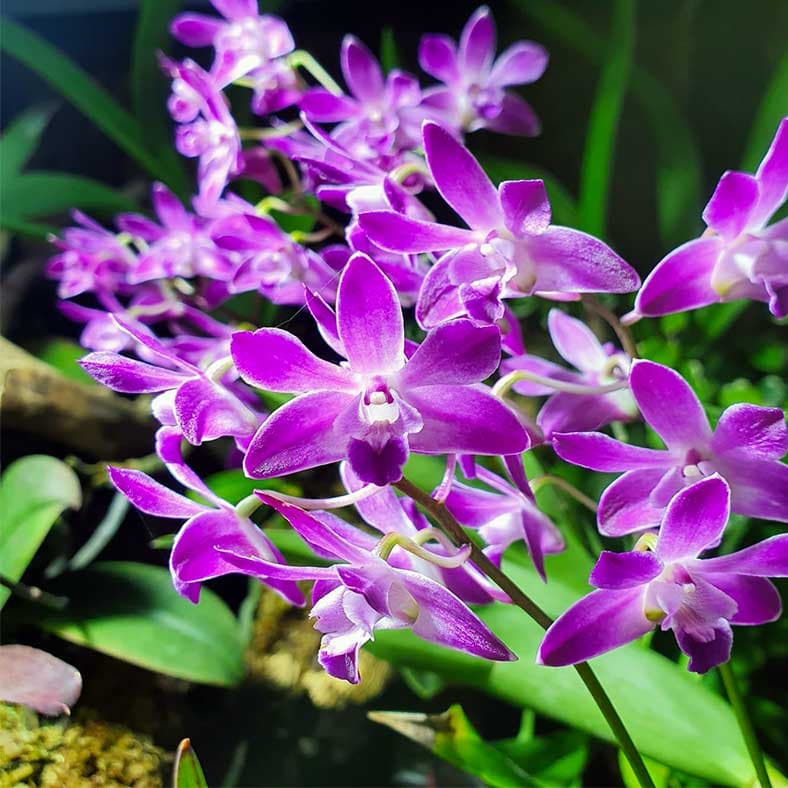 dendrobium-berry-oda-nuestro