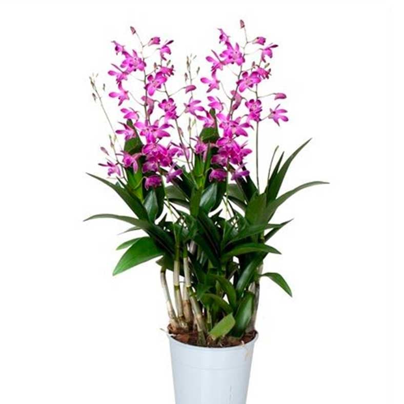 Dendrobium