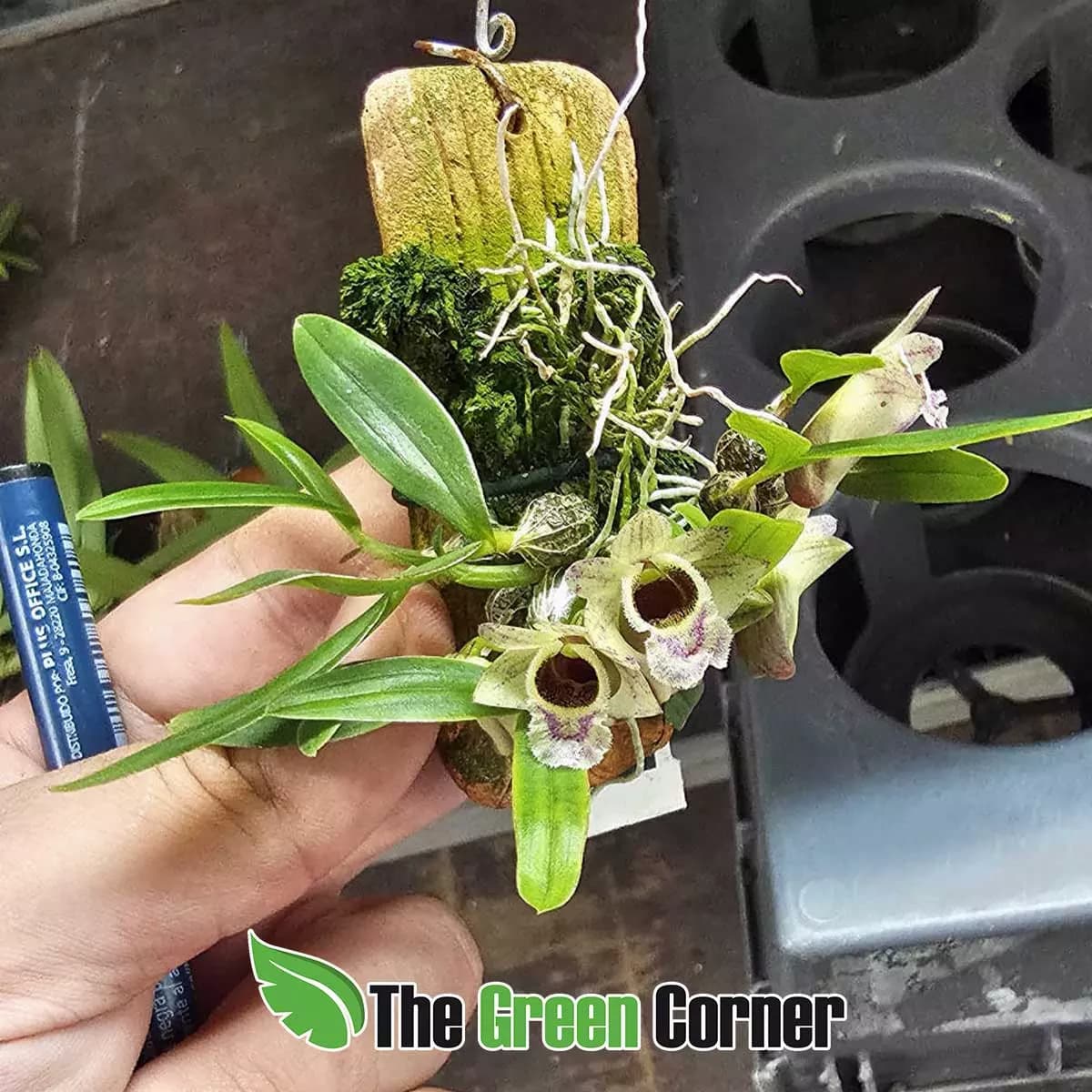 dendrobium-hekouense-flor