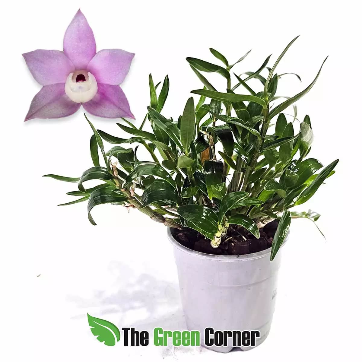 dendrobium-isis