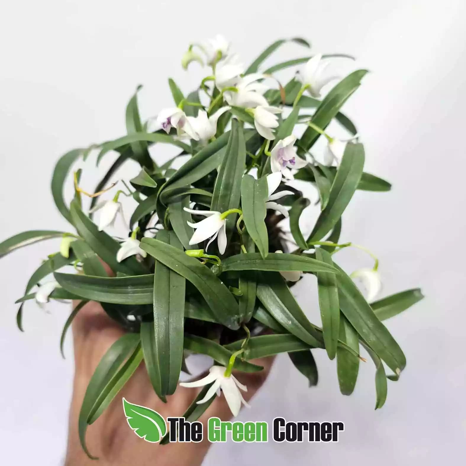 dendrobium-kingianum-semi-alba-sin-