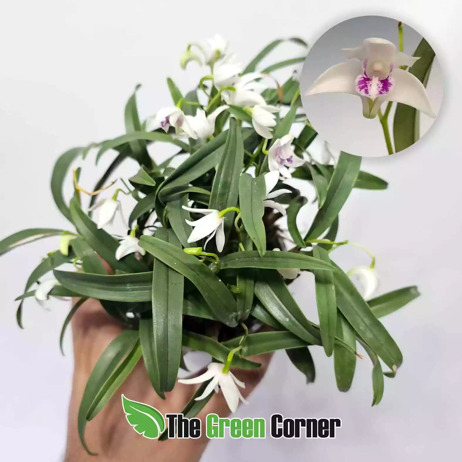 dendrobium-kingianum-semi-alba