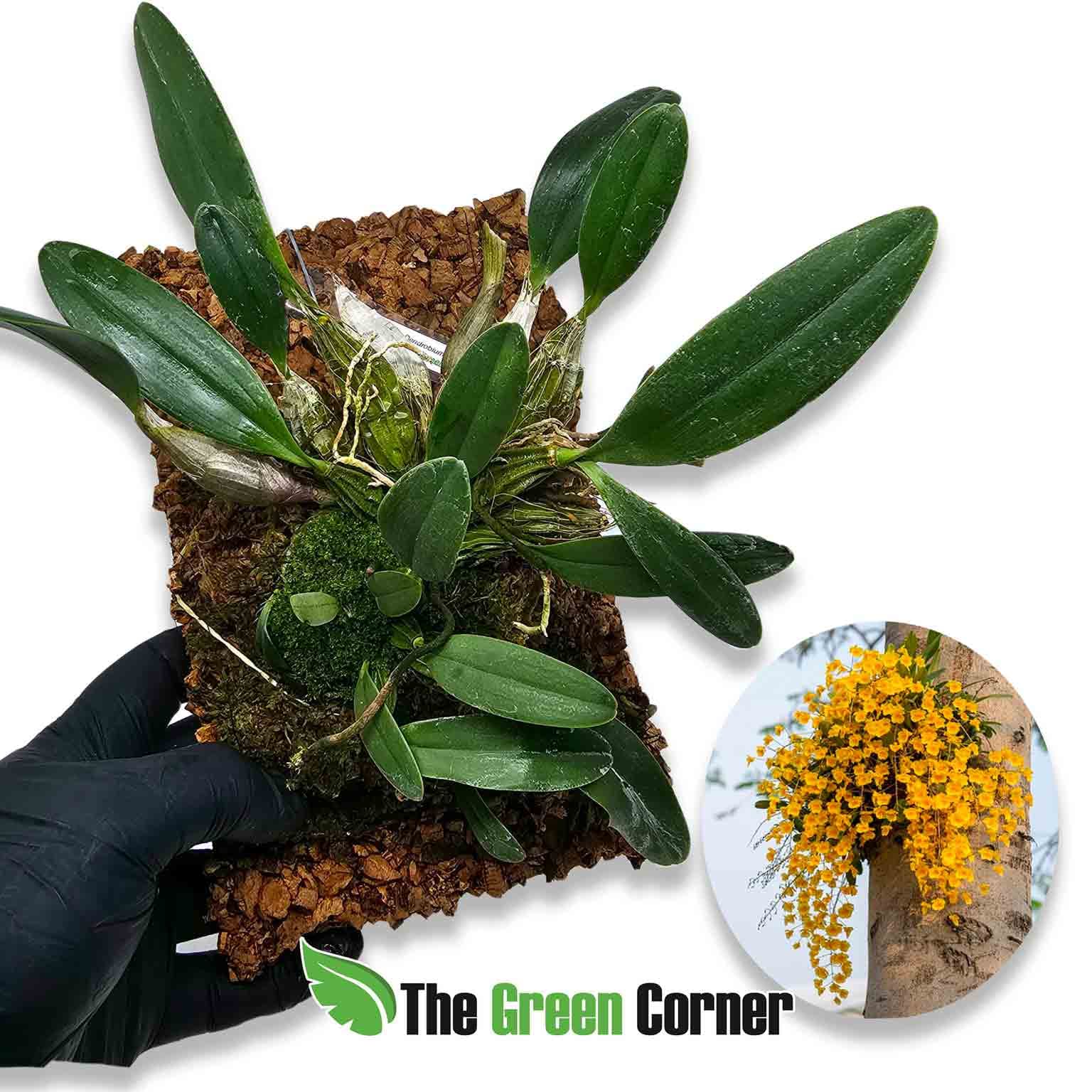 dendrobium-lindleyi