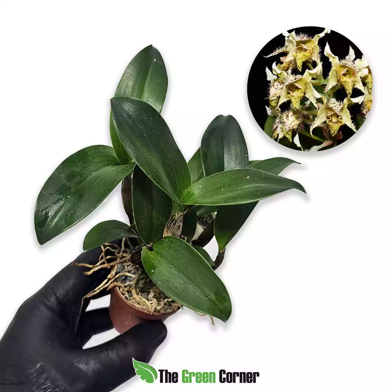 Dendrobium macrophyllum