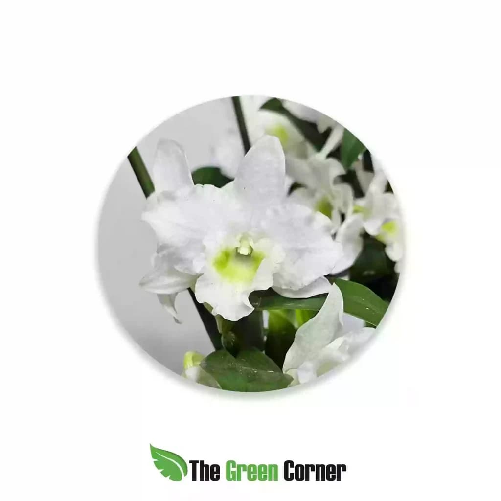 dendrobium-nobile-blanco-1024x1024