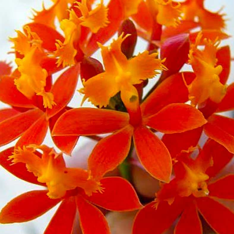 dendrobium-orange-flor