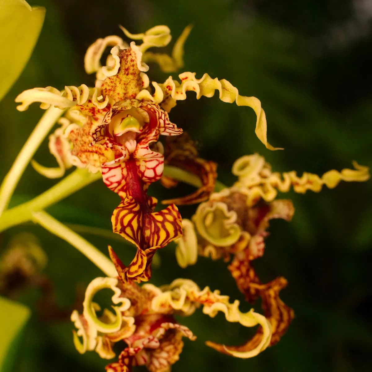 dendrobium-spectabile-flor