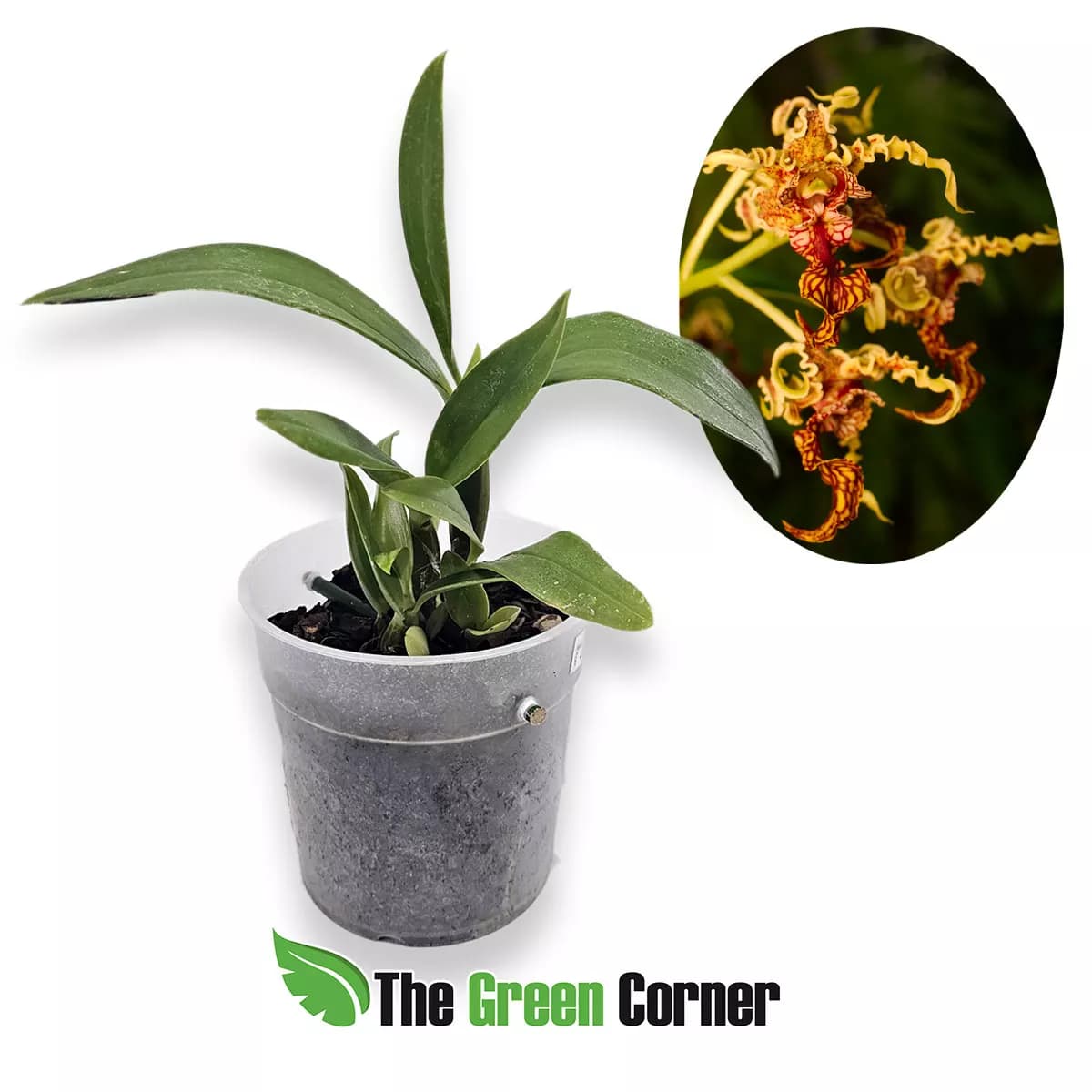 dendrobium-spectabile