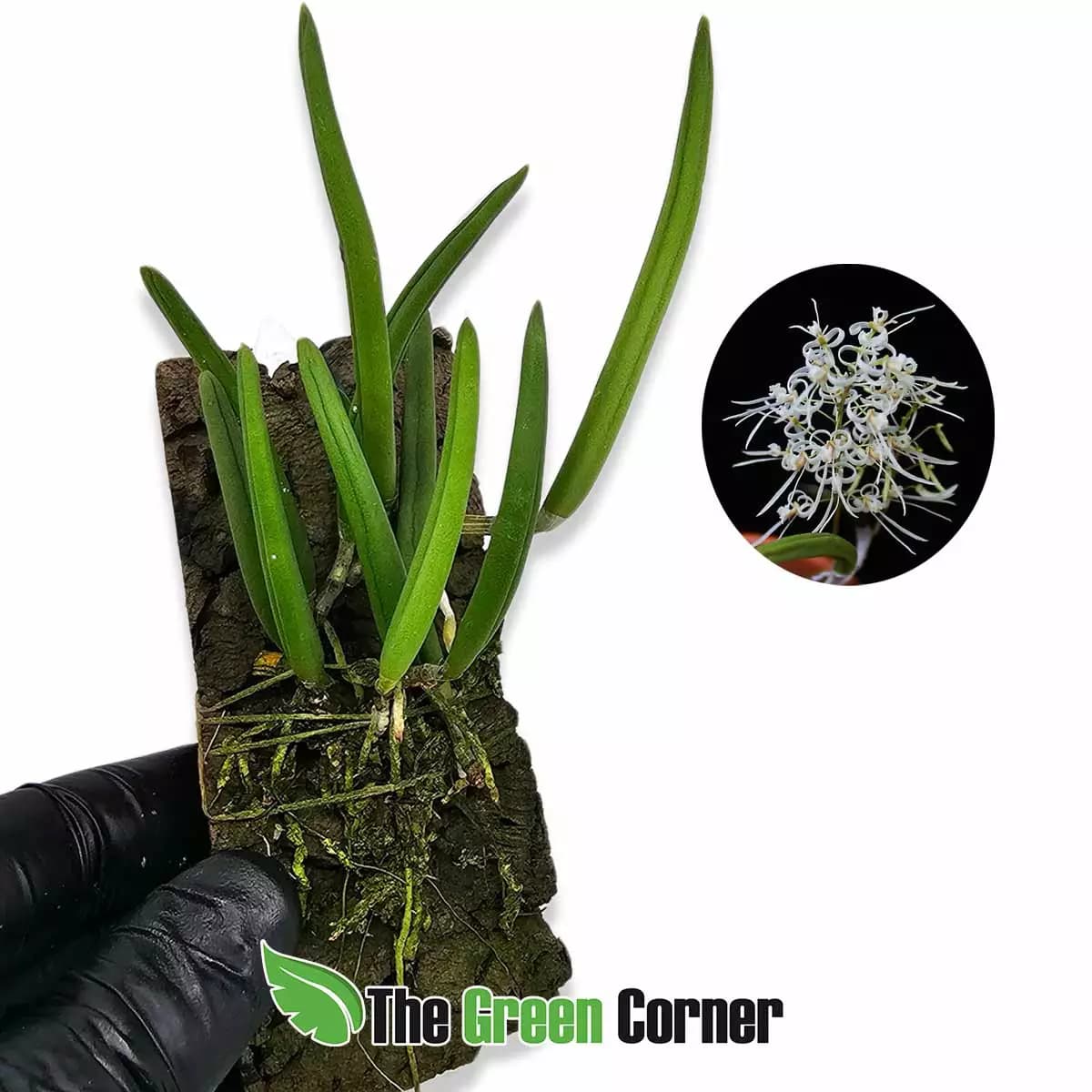 dendrobium-wassellii