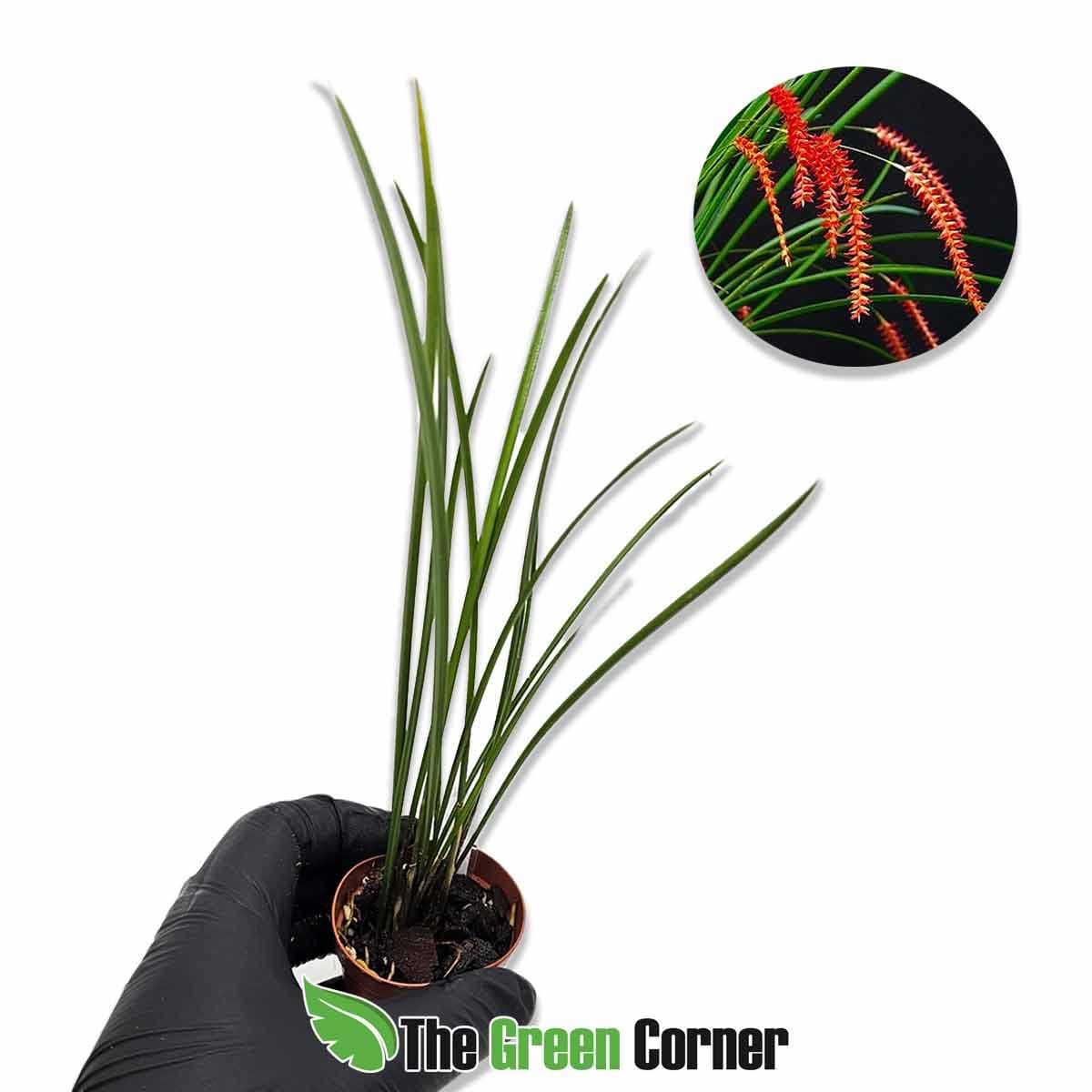 dendrochillum-wenzelli