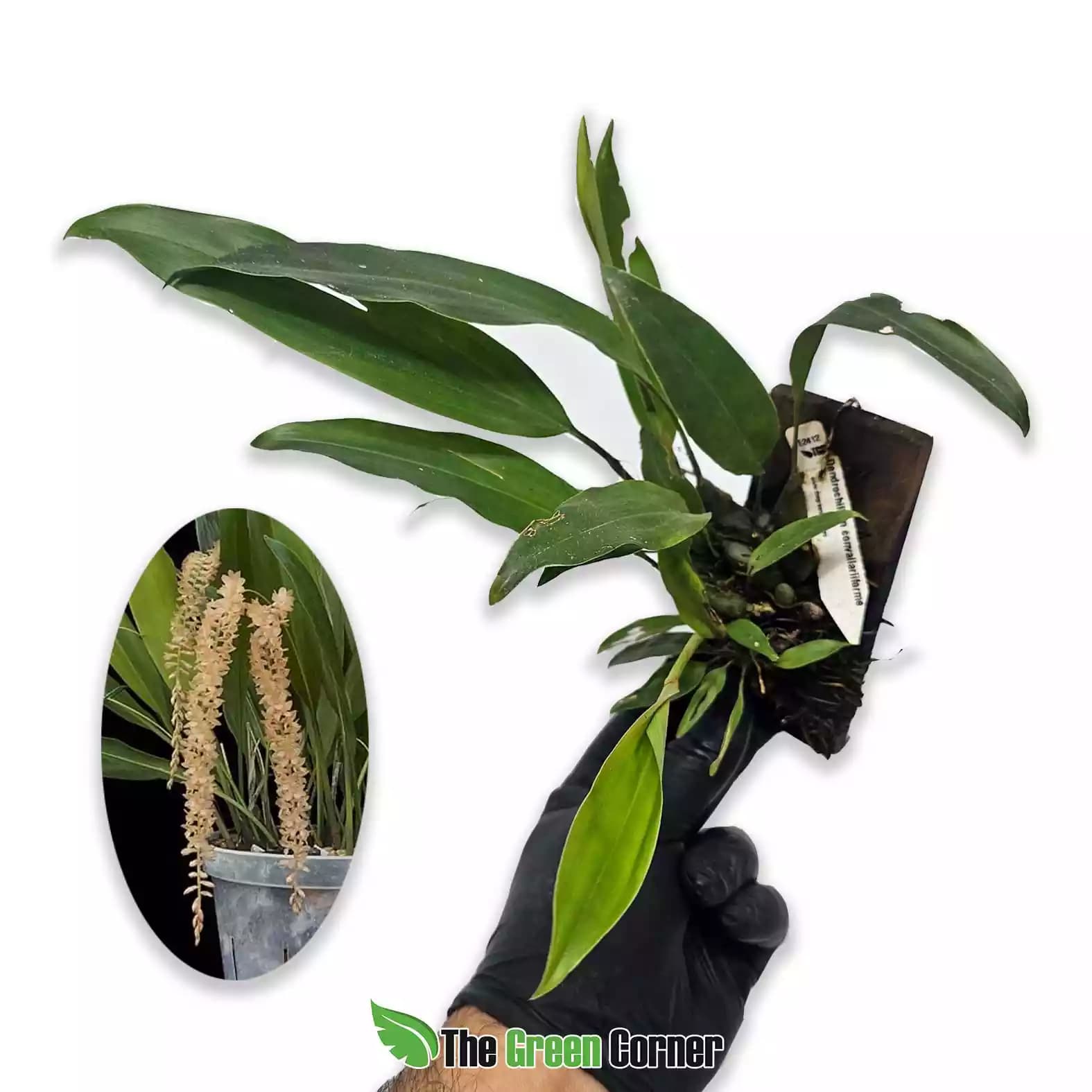 Dendrochilum convallariforme