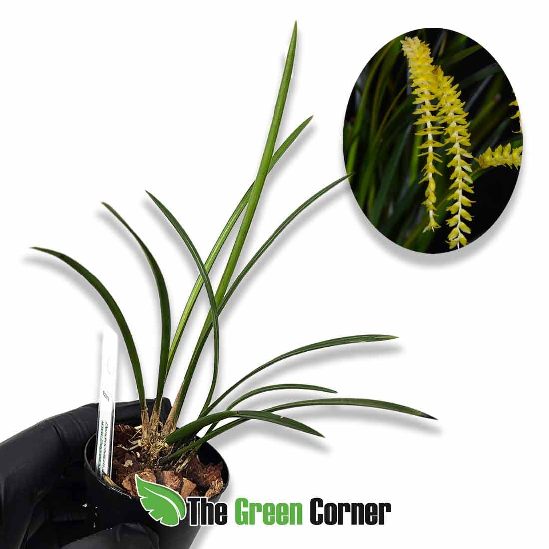 dendrochilum-javieranum