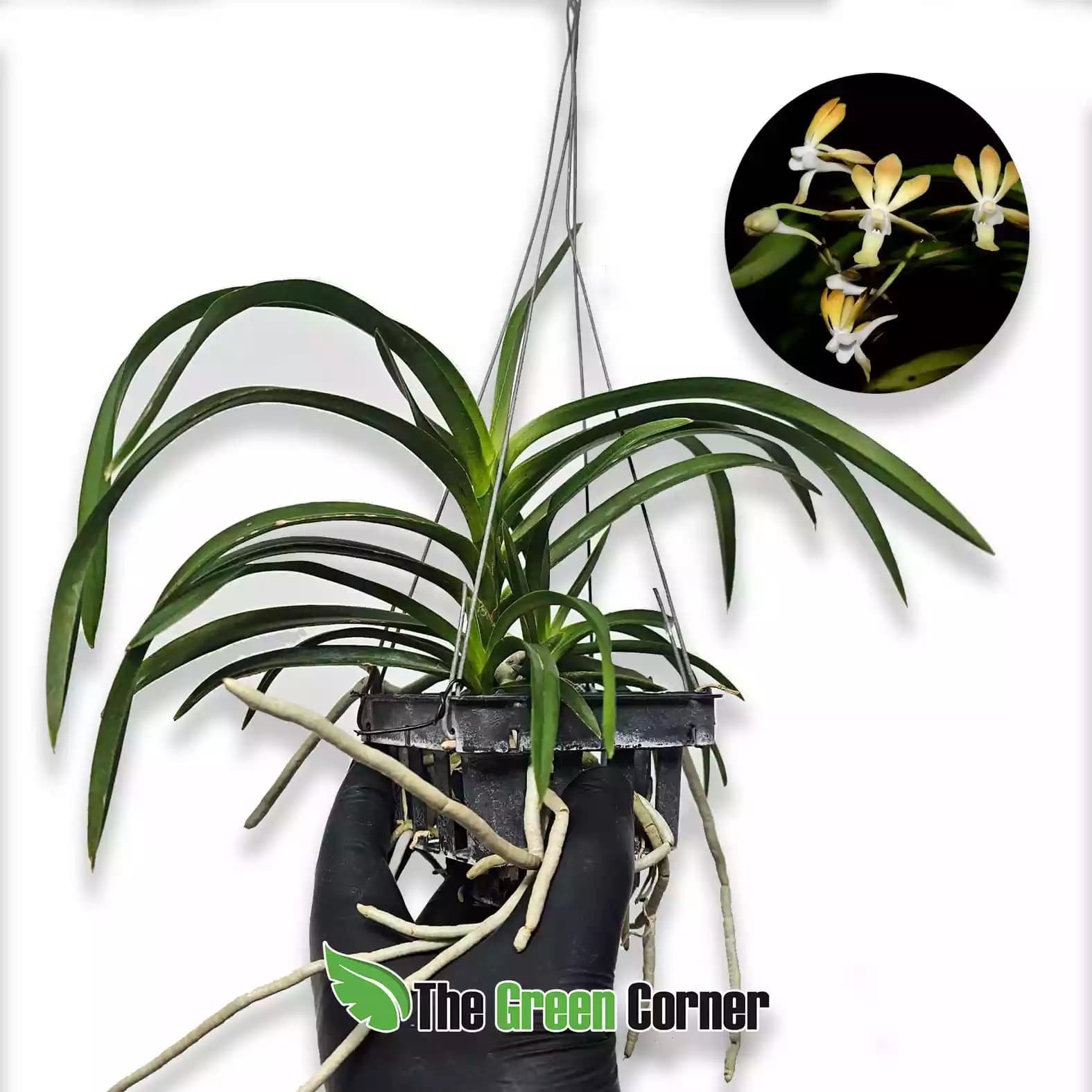 densoniana-x-falcata-lateral