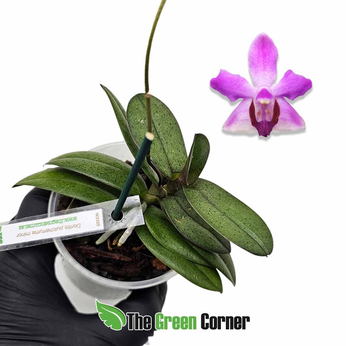doritis-pulcherrima-minor