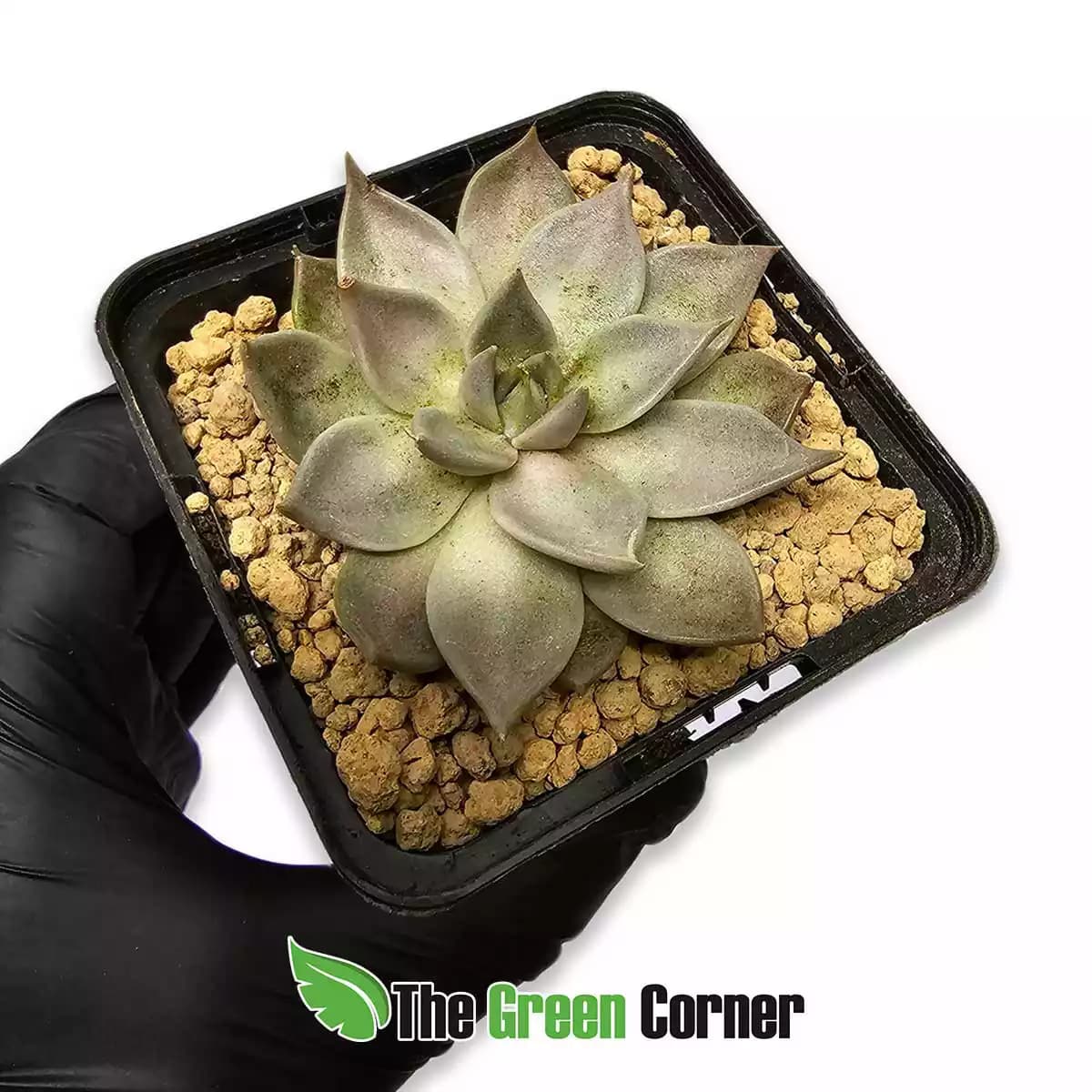 echevaria-affinis