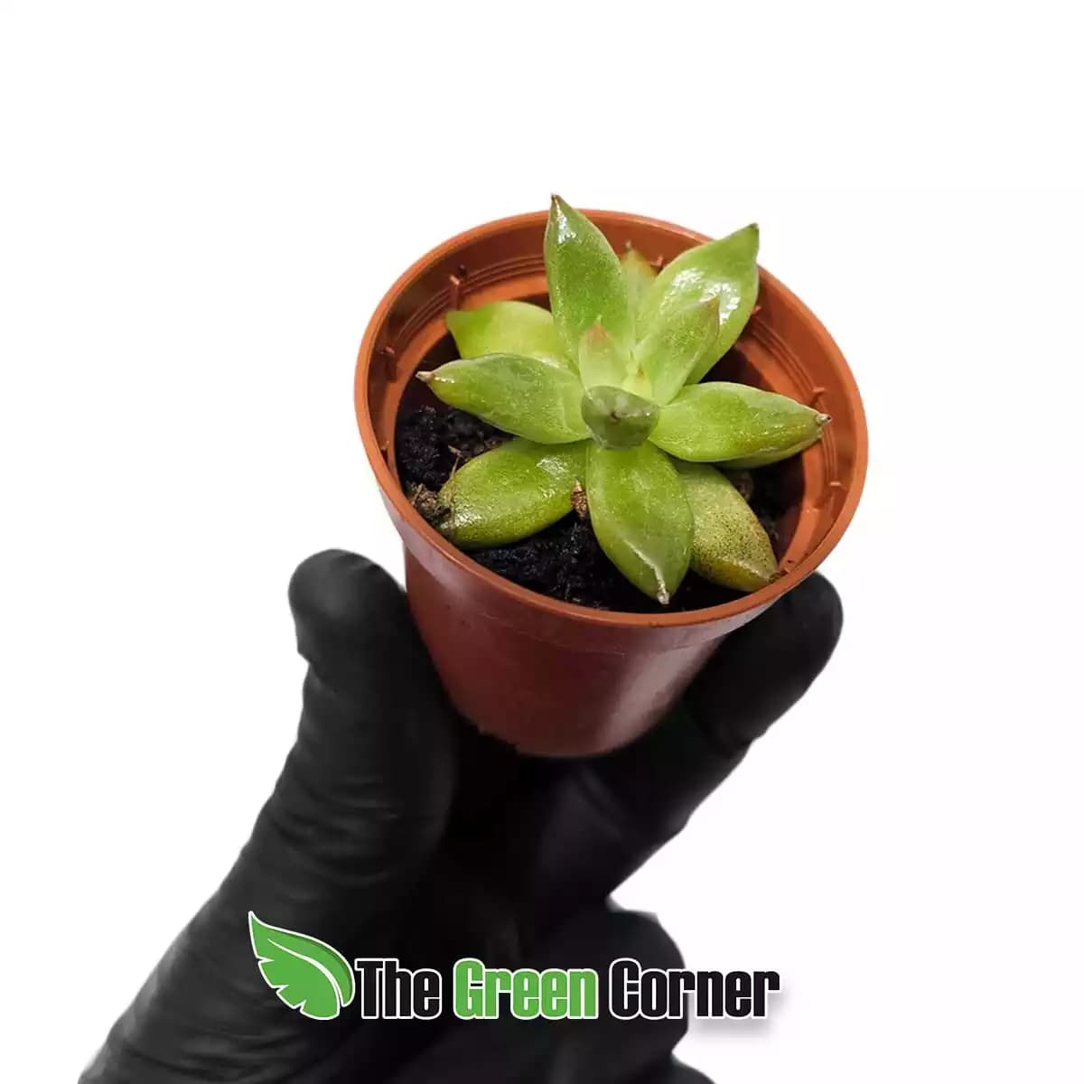 echevaria-agavoides