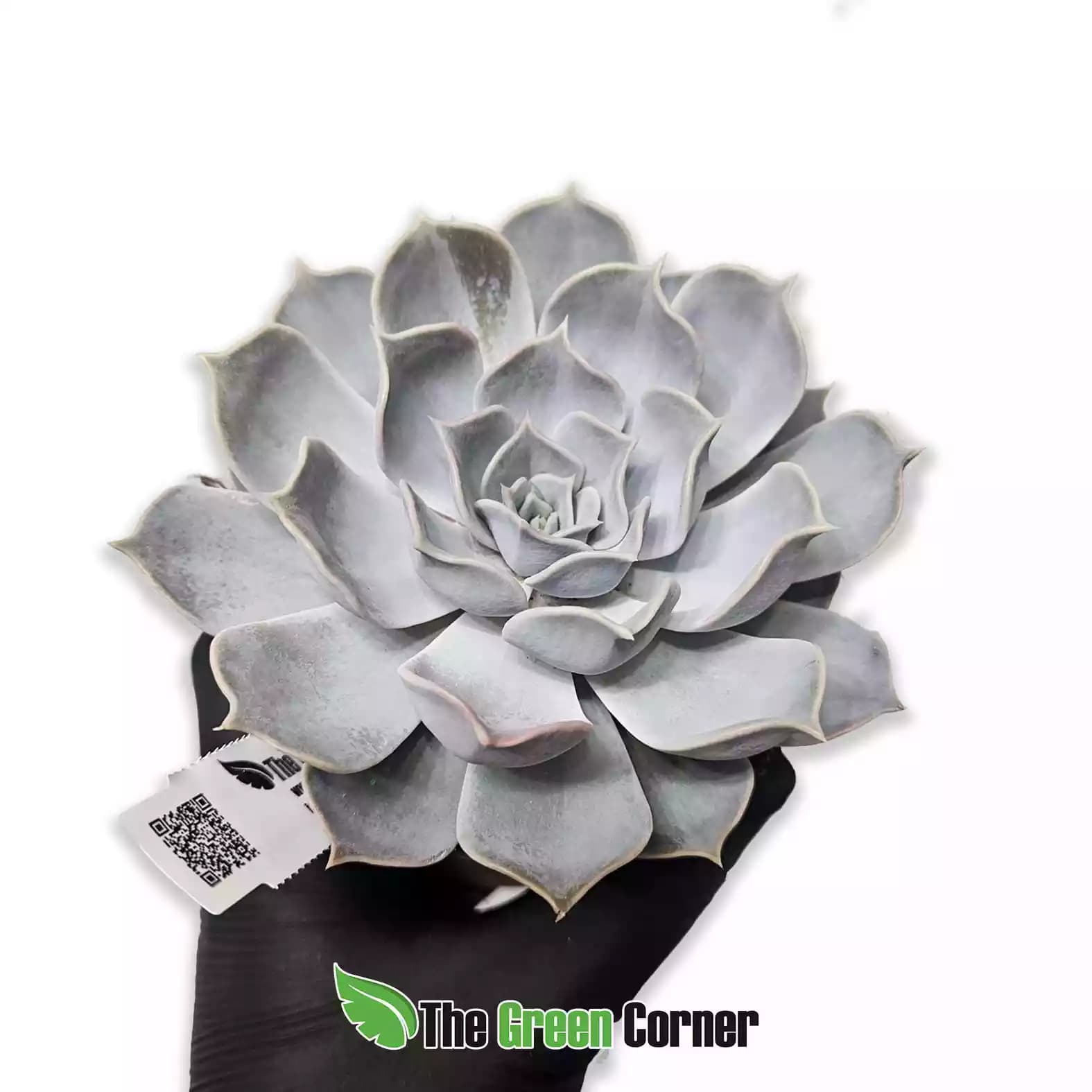 echevaria-lilacina