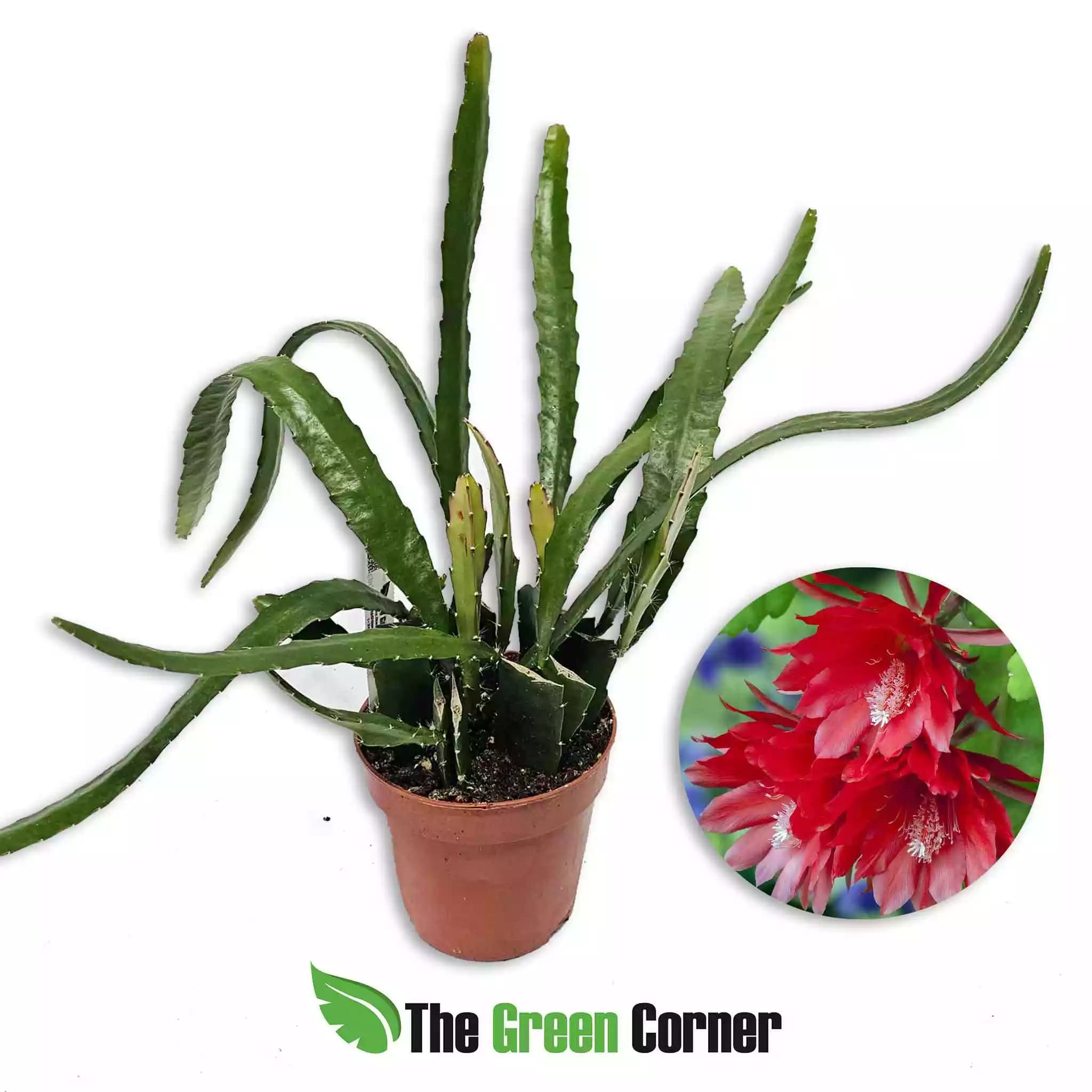 ephypillum-red-type