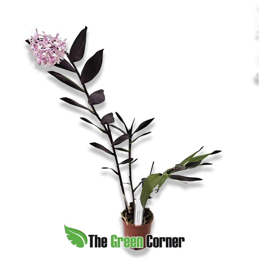 Epidendrum Anika Hassinger 2