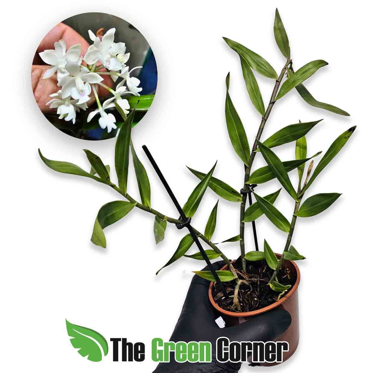 epidendrum-hugomedinae-planta