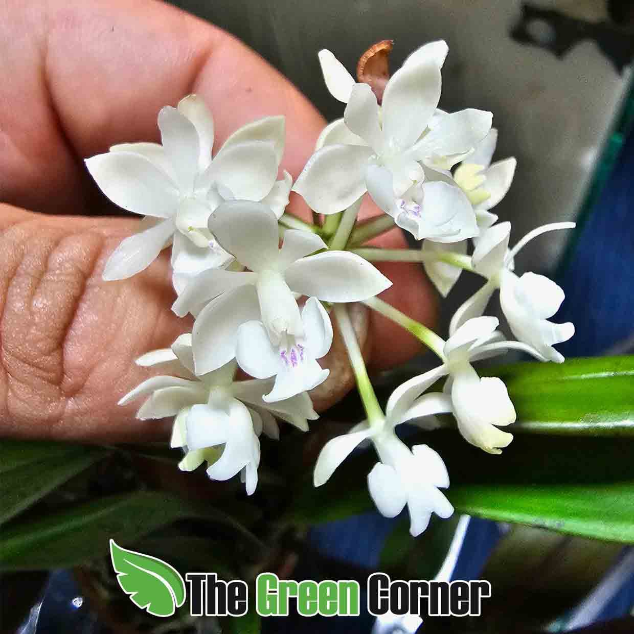 epidendrum-hugomedinae