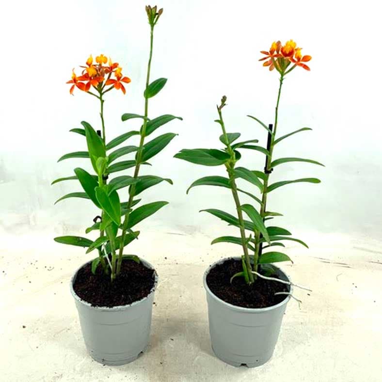 epidendrum-orange