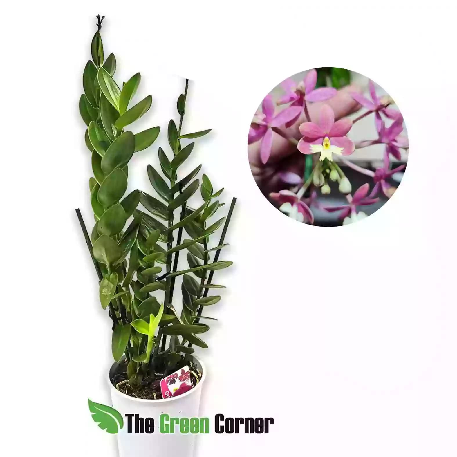 epidendrum-pINK