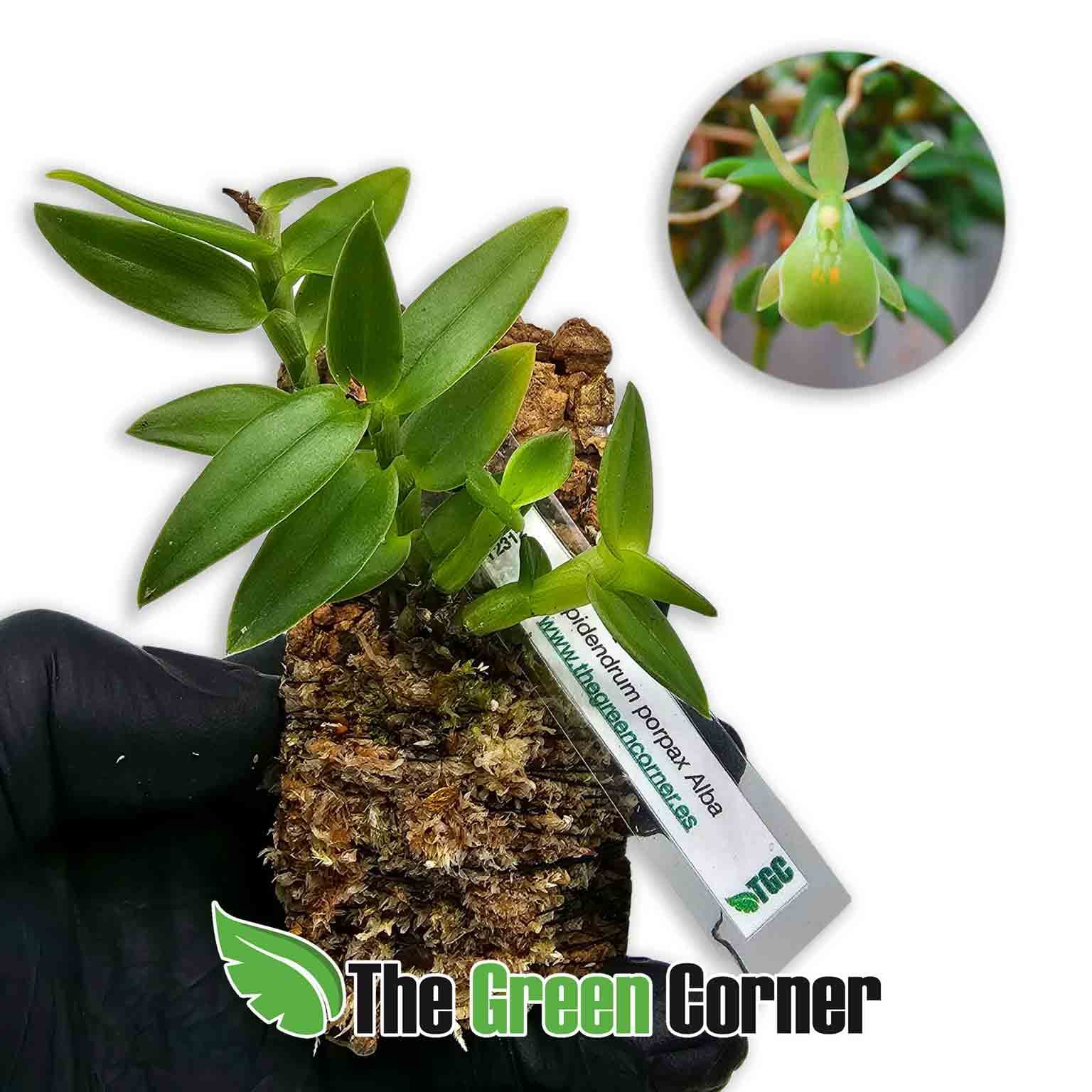 epidendrum-porpax-alba