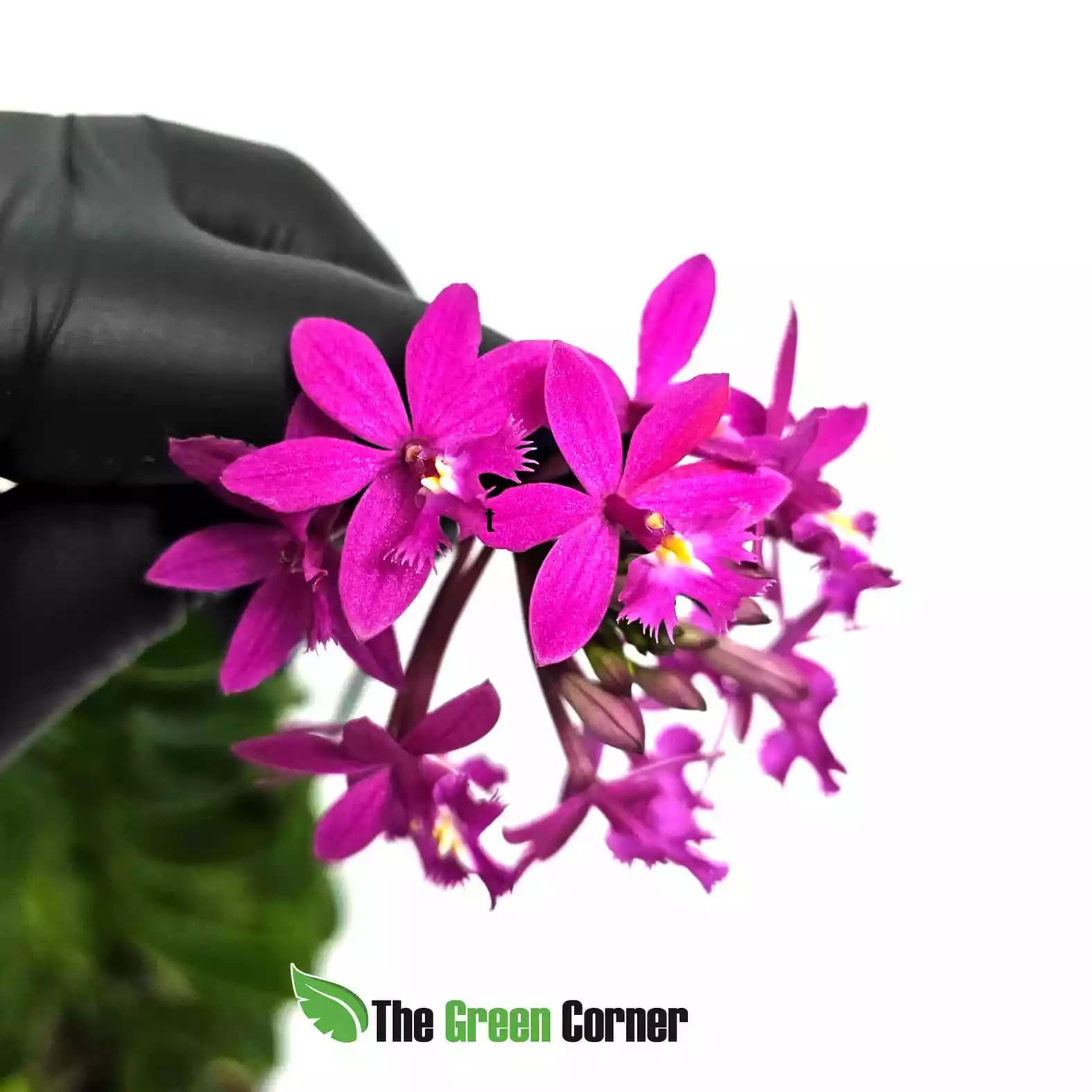 epidendrum-purple-flor