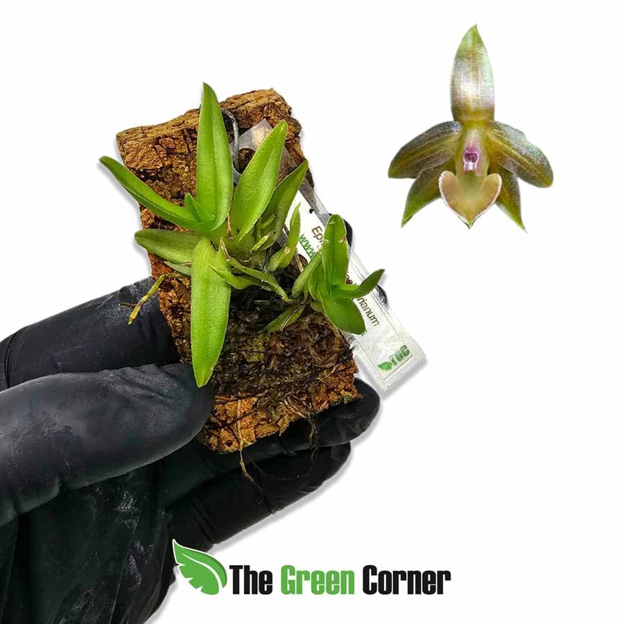 epidendrum-schlechterianum