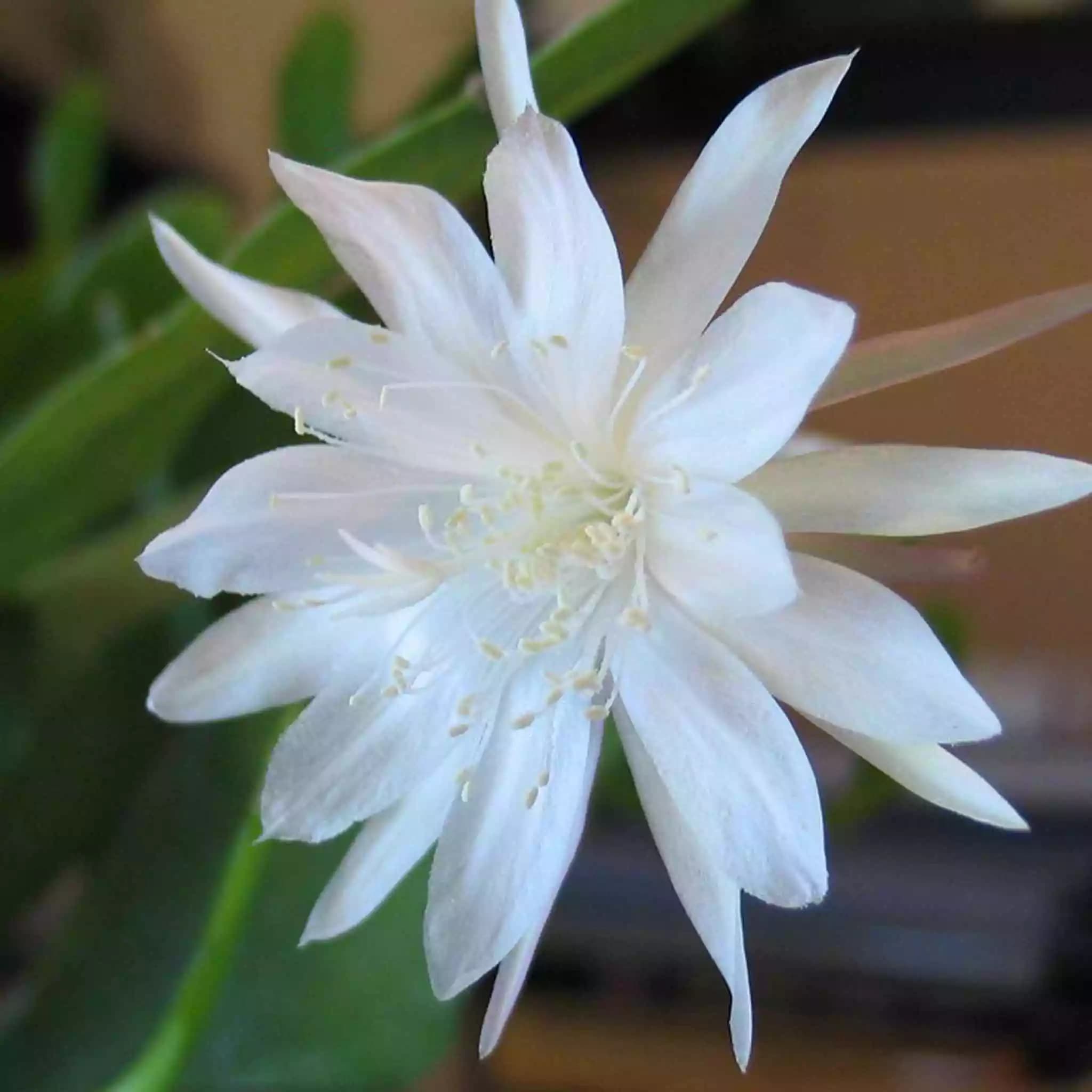 epiphyllum-pumilium-flor