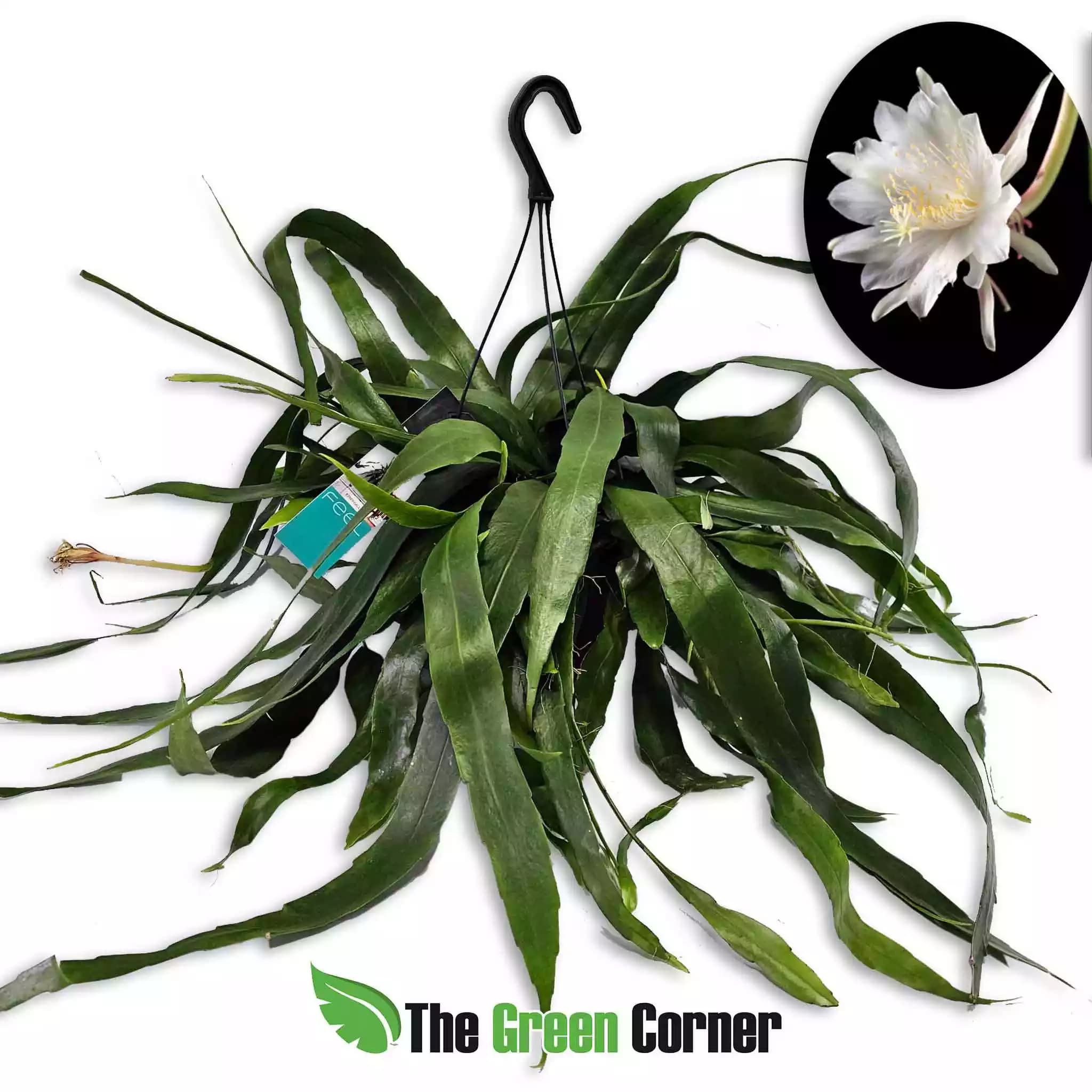 epiphyllum-pumilium
